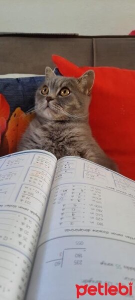 Scottish Fold, Kedi  Paşa fotoğrafı