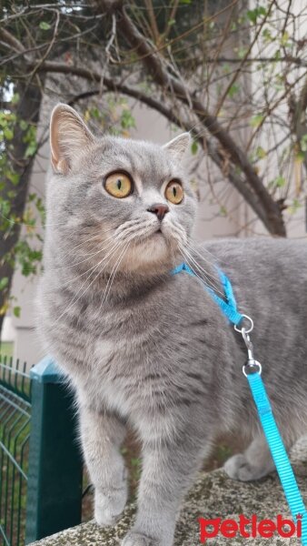 Scottish Fold, Kedi  Paşa fotoğrafı