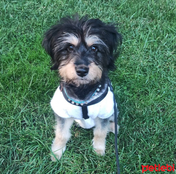 Maltese, Köpek  Sirius fotoğrafı
