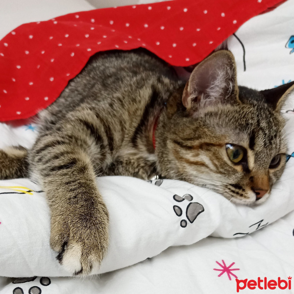 Tekir Kedi, Kedi  Pekmez fotoğrafı