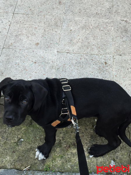 Cane Corso Italiano, Köpek  Dukey fotoğrafı