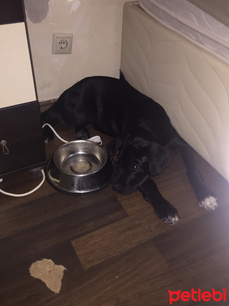 Cane Corso Italiano, Köpek  Dukey fotoğrafı