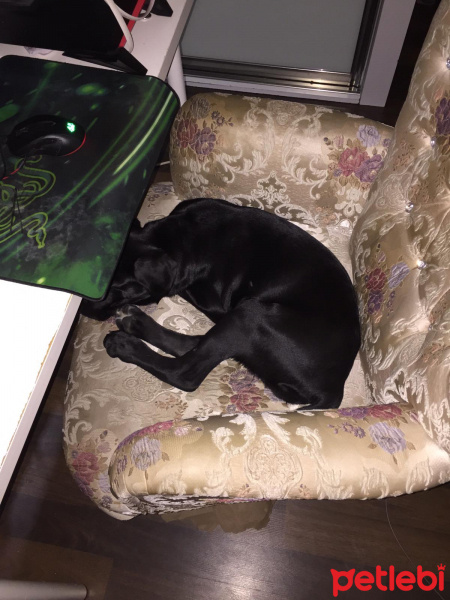 Cane Corso Italiano, Köpek  Dukey fotoğrafı