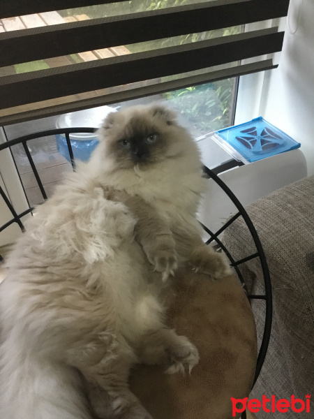 Scottish Fold, Kedi  Pişmaniye fotoğrafı