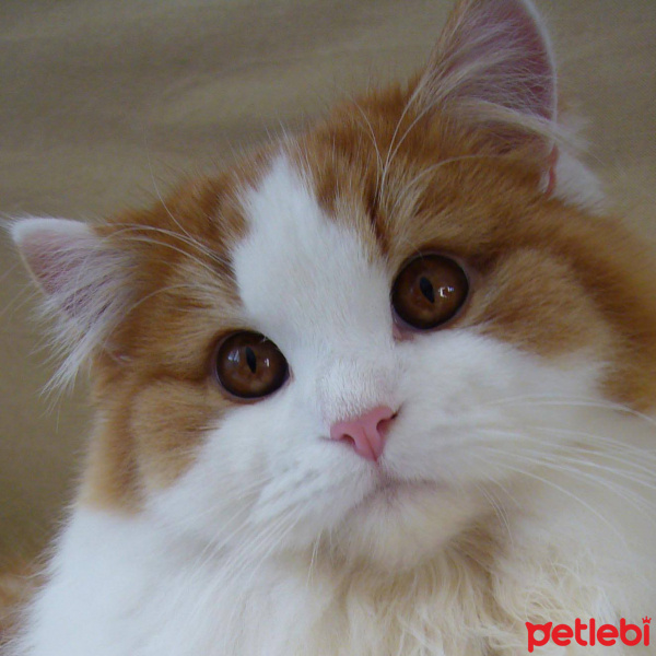 Chinchilla, Kedi  Nora fotoğrafı