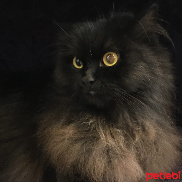 Bombay, Kedi  Karam fotoğrafı