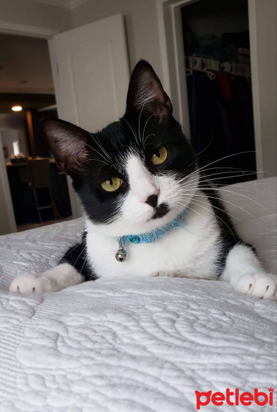 Tuxedo (Smokin) Kedi, Kedi  Bıdık fotoğrafı