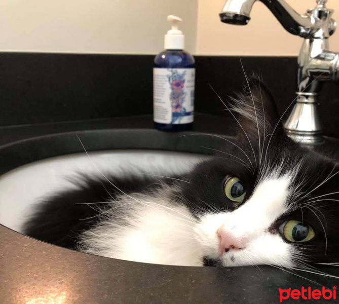 Tuxedo (Smokin) Kedi, Kedi  Bıdık fotoğrafı