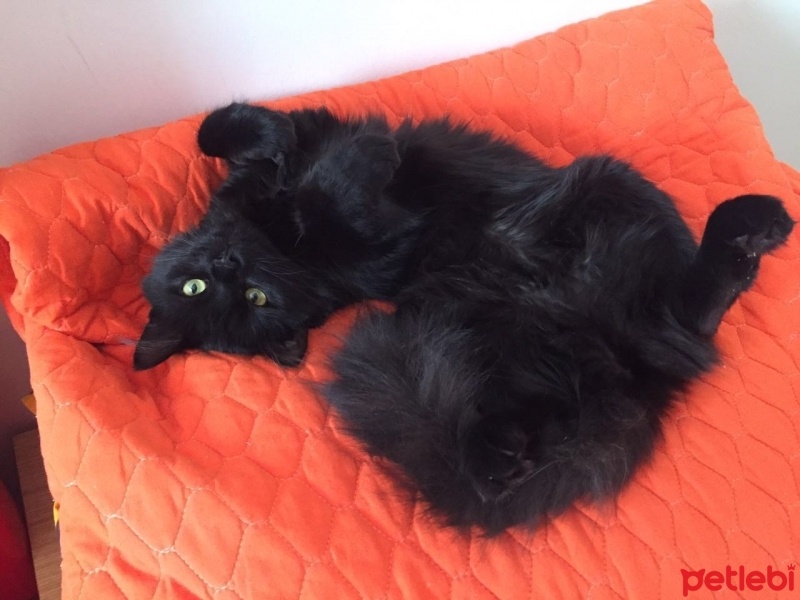 İran Kedisi (Persian), Kedi  Misha fotoğrafı