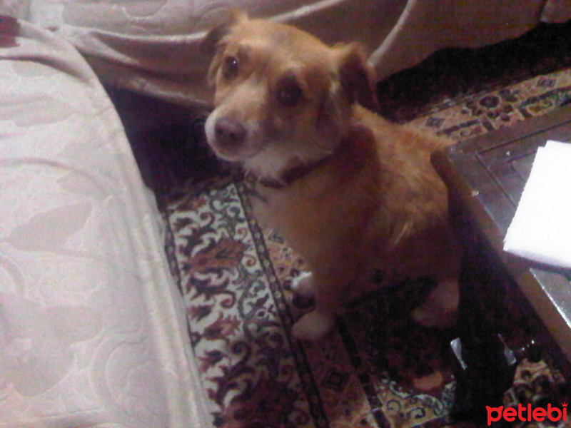 Sokö (Sokak Köpeği), Köpek  Kaju fotoğrafı