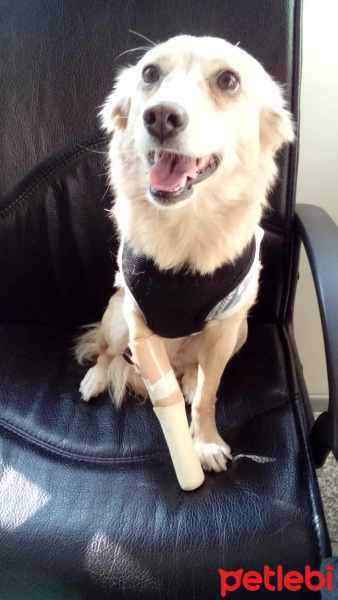 Sokö (Sokak Köpeği), Köpek  Cookie fotoğrafı