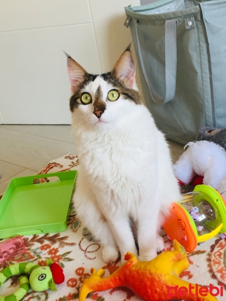 Tekir Kedi, Kedi  Çilek fotoğrafı