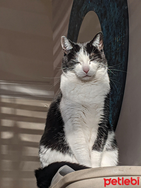 American Shorthair, Kedi  Elvis fotoğrafı