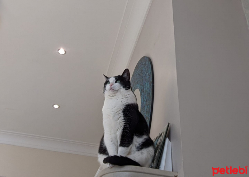 American Shorthair, Kedi  Elvis fotoğrafı