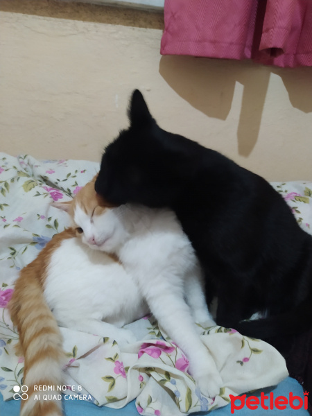 Tekir Kedi, Kedi  Zeytin ve Peynir fotoğrafı