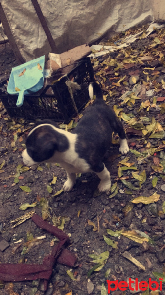 Amerikan Staffordshire Terrier, Köpek  Şıra fotoğrafı