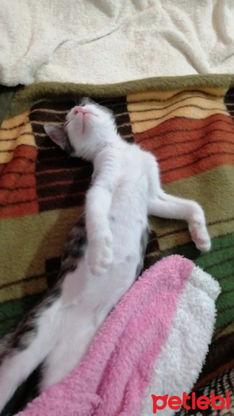 Tekir Kedi, Kedi  Rima fotoğrafı