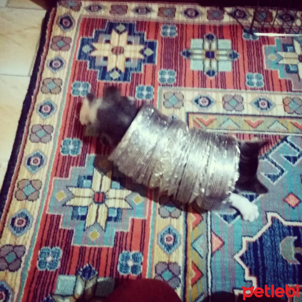 Tekir Kedi, Kedi  Rima fotoğrafı