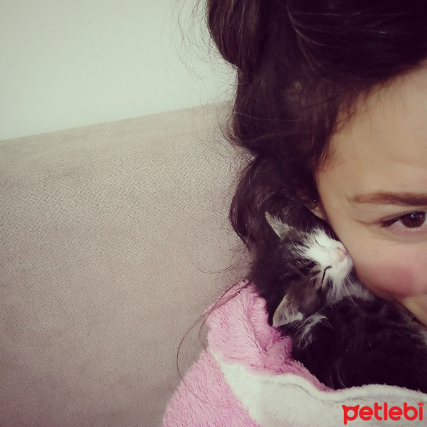 Tekir Kedi, Kedi  Rima fotoğrafı