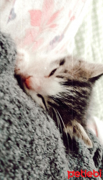 Tekir Kedi, Kedi  Rima fotoğrafı