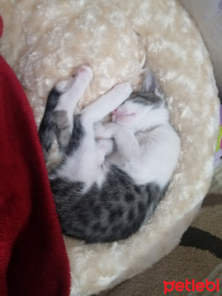 Tekir Kedi, Kedi  Rima fotoğrafı