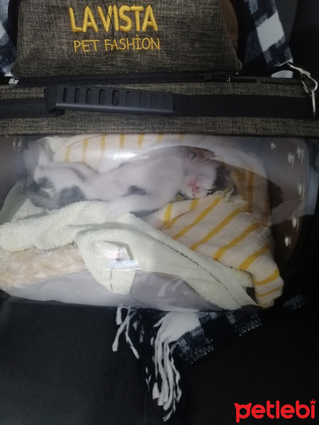 Tekir Kedi, Kedi  Rima fotoğrafı