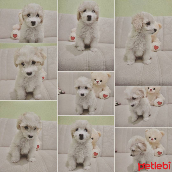 Maltese, Köpek  Paşa fotoğrafı