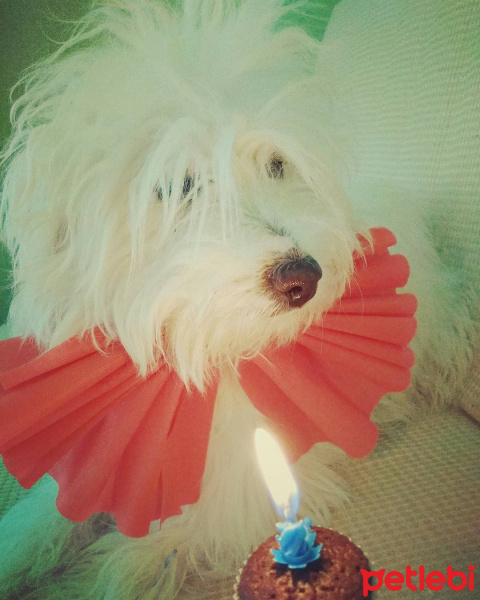 Maltese, Köpek  Paşa fotoğrafı
