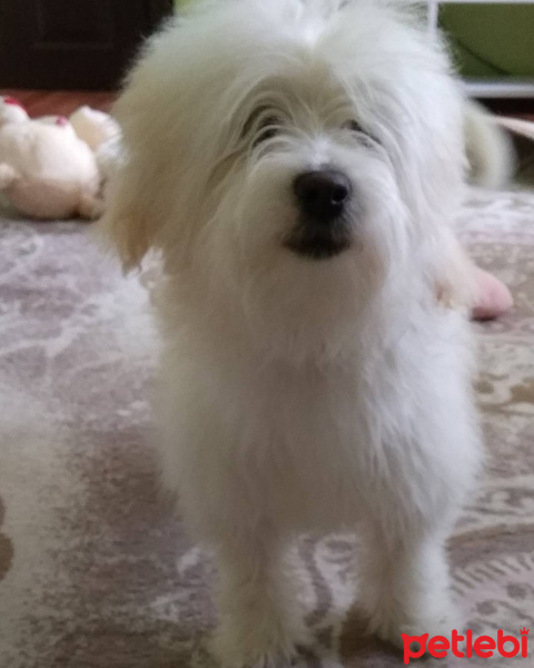 Maltese, Köpek  Paşa fotoğrafı