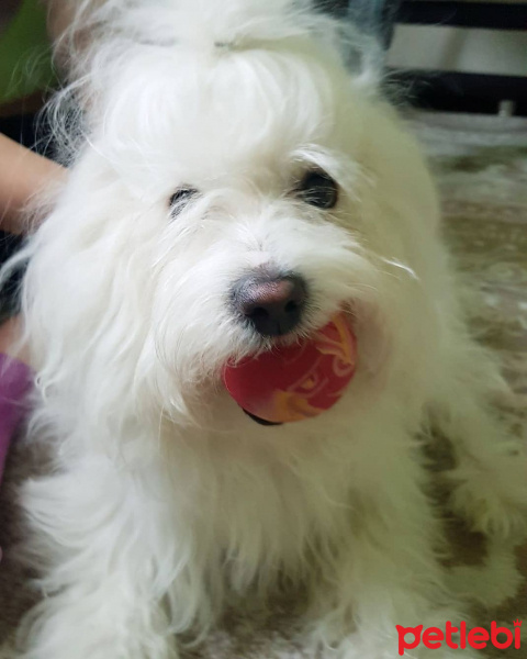 Maltese, Köpek  Paşa fotoğrafı