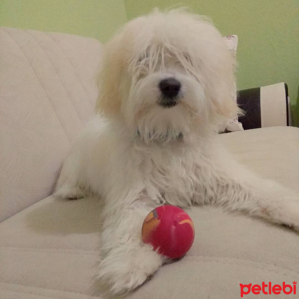 Maltese, Köpek  Paşa fotoğrafı