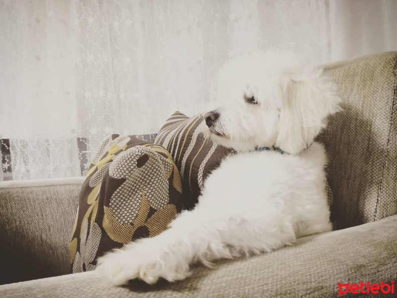 Maltese, Köpek  Paşa fotoğrafı