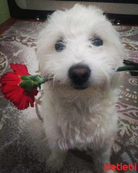 Maltese, Köpek  Paşa fotoğrafı