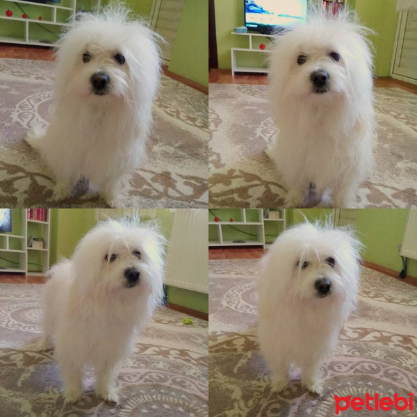 Maltese, Köpek  Paşa fotoğrafı