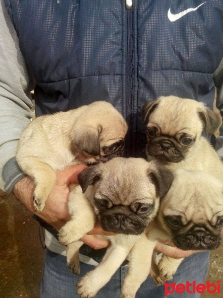 Pug, Köpek  Rıfkı fotoğrafı