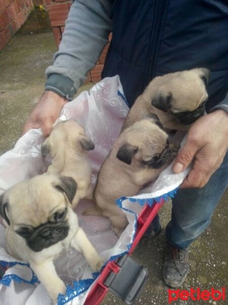 Pug, Köpek  Rıfkı fotoğrafı