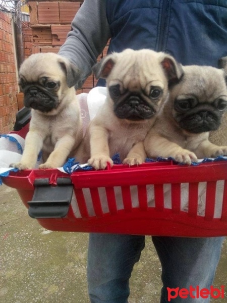 Pug, Köpek  Rıfkı fotoğrafı