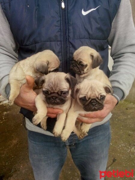 Pug, Köpek  Rıfkı fotoğrafı