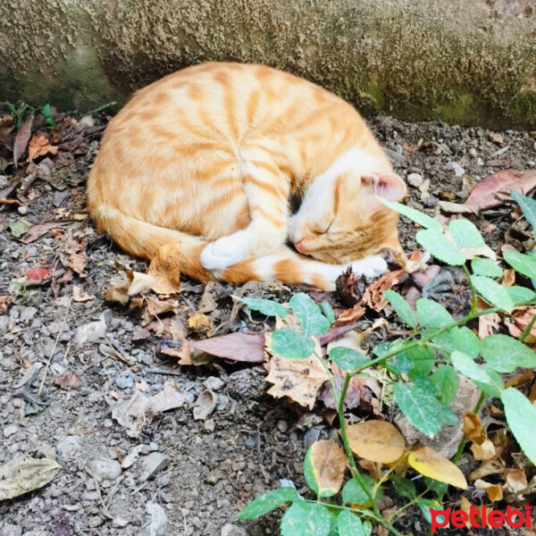 Sarman, Kedi  Güneş fotoğrafı