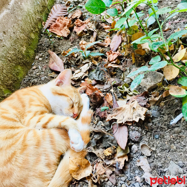 Sarman, Kedi  Güneş fotoğrafı