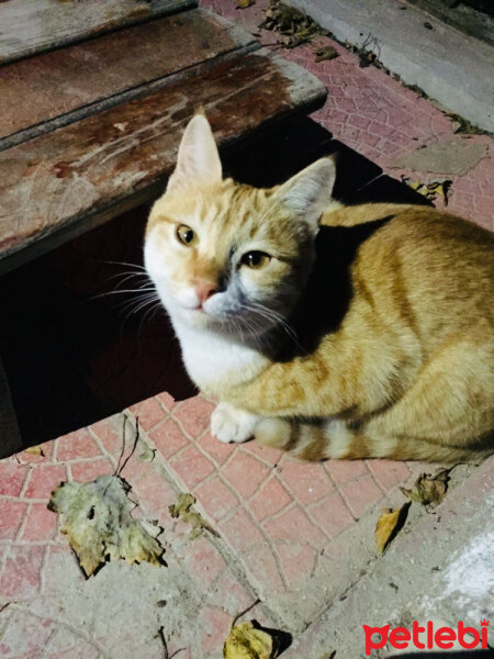 Sarman, Kedi  Güneş fotoğrafı