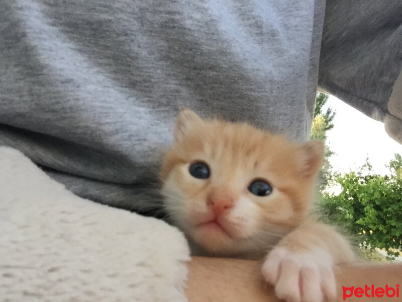 Sarman, Kedi  Güneş fotoğrafı