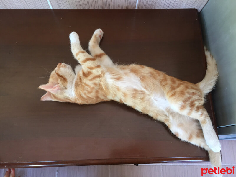 Sarman, Kedi  Güneş fotoğrafı