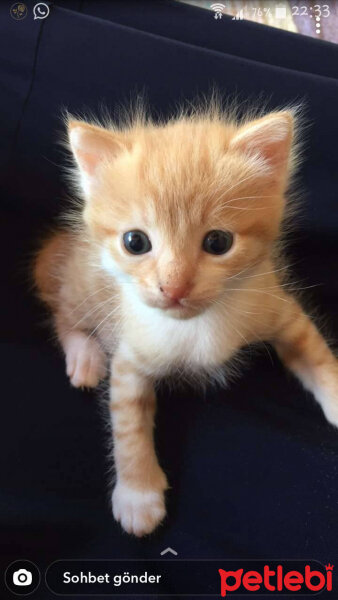 Sarman, Kedi  Güneş fotoğrafı