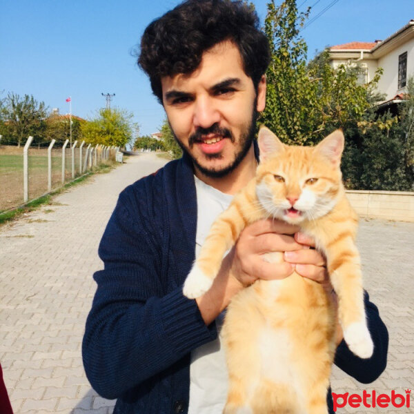 Sarman, Kedi  Güneş fotoğrafı