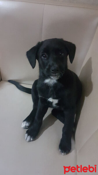 Labrador Retriever, Köpek  Ceku fotoğrafı