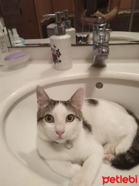 Tekir Kedi, Kedi  Teo fotoğrafı