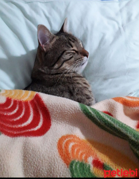 Tekir Kedi, Kedi  HUGO fotoğrafı