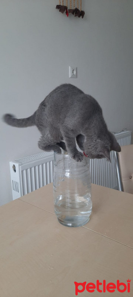 British Shorthair, Kedi  Müezza fotoğrafı