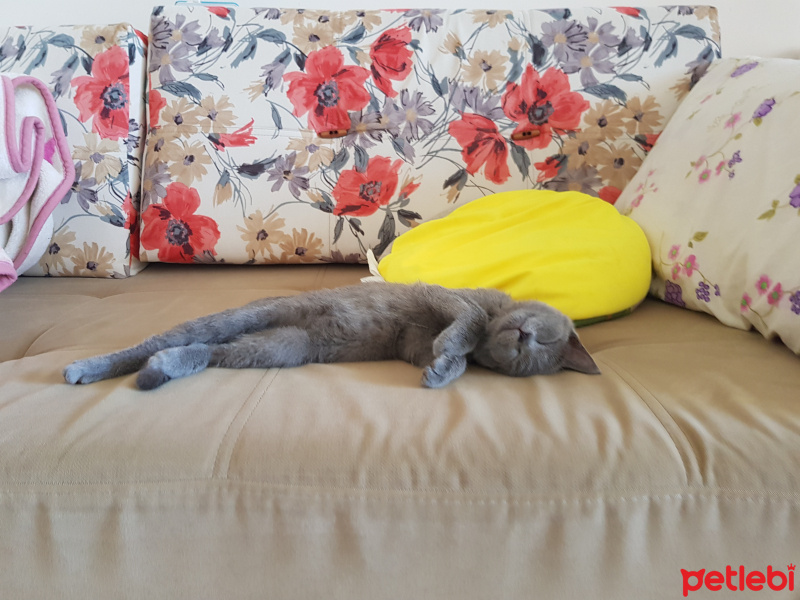 British Shorthair, Kedi  Müezza fotoğrafı